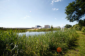 VEKA betreibt auf dem Firmengelände ein eigenes Biotop. Hier wird das Oberflächenwasser gereinigt, um anschließend für die Kühlung in der Profilextrusion eingesetzt werden zu können. © VEKA AG 